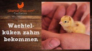 Wachtelküken zahm bekommen & zusammen kuscheln | Wachtel-Shop.com