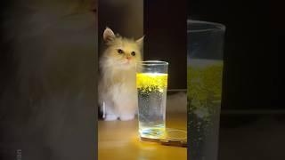 Mango impressed by magic #shorts #cat #funny