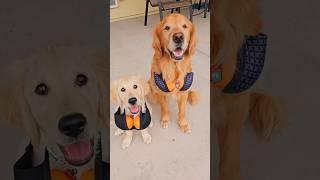 Only Paws here we come  #adorabledog #goldenretriever #cutepuppy #dog
