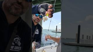 Using shrimp on a jig head LIONS BRIDGE #inshore #fishingislife #staugustine