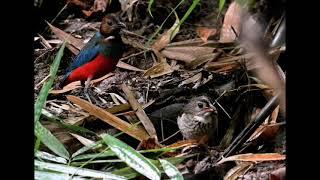 Philippine Pitta : Birds of the Philippines