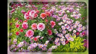 Памятка для цветоводов. Секреты цветения растений