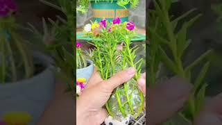Use plastic bottle plant portulaca flower so pretty #horticulture #garden #gardenflower #shortvideo