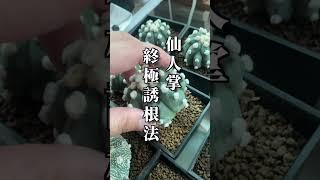 喵王的多肉陽台-仙人掌終極誘根法，嫁接側芽一週就發根！