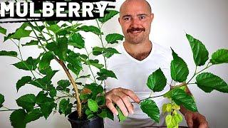 Pruning and Root Pruning Clip and Grow Mulberry Bonsai