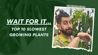 Wait for It... My Top 10 Slow-Growing Houseplants! ⏳ | Snail's Pace Plants! 