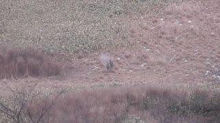 惜しい射撃動画集と２月の真冬に【セミ】　エゾシカとヒグマハンティングに半生を捧げたサムライハンター【山川 海好】