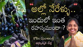 Benefits of Jamun leaves | Jamun Fruits | నేరేడుపళ్ళు | Sree Seva Foundation | Kokila Manjula Sree