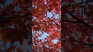 Autumn Leaves & November Sky | Short Clips Films MUSIC & STORIES