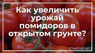 Как увеличить урожай помидоров в открытом грунте? | toNature.Info