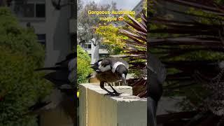 Watch a gorgeous #Australian #magpie eating sunflower seeds in our garden￼