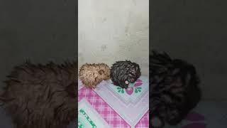 pinaliguan ko hamster ko