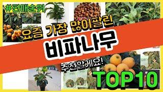 비파나무 추천 판매순위 Top10 || 가격 평점 후기 비교