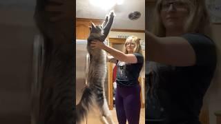 Maine Coon Cat Hugs