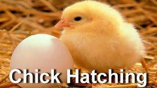 Baby Chick Hatching | Egg Hatching