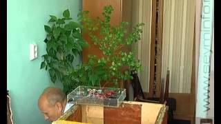 Курянин изобрел «умный» улей