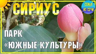 СИРИУС  ПАРК "ЮЖНЫЕ КУЛЬТУРЫ" |  Магнолия Карпуни