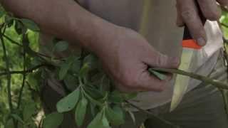 Wild Herbal Medicine in Scotland with Alasdair Taylor