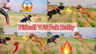 American  Bully V/S Bully Kutta || New Dog  Ko Rock Se mila diya But Fight Ho jati ||