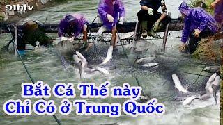 Bắt Cá Thế Này Chỉ Có ở Trưng Quốc - Bắt Cá Mùa Thu Ở Trung Quốc