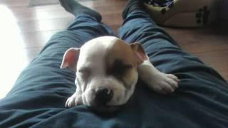 roxy the staffordshire bull puppy