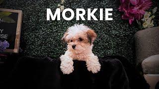 New Morkie Puppies Available