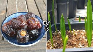 How to Grow Date Palm Tree from Seed | date seed germination