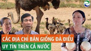 Giá bán Đà Điểu, Các trang trại bán giống Đà Điểu uy tín trên cả nước