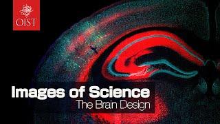The Brain Design: Images of Science