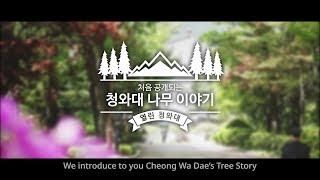 Cheong Wa Dae’s Tree Story