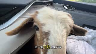 新疆放羊计划结束，明天又有新计划了#旅行推荐官 #自驾旅行vlog #我把新疆拍给你看 #此生必驾318 #总要来一次新疆自驾游吧