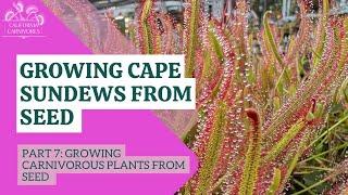 Growing Cape Sundews From Seed