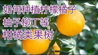 如何种植柠檬橘子柚子柳丁等柑橘类果树