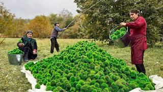 Gathering Chestnuts with a Long Stick for a Delightful Dish