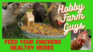 7 Herbs For Happy & Healthy Chickens