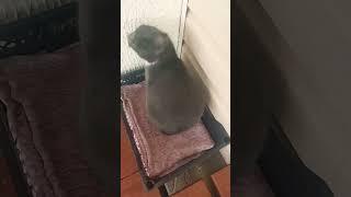 ждут покушать #жизньпенсионера