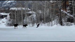 Two Moose Charge Snowboarder