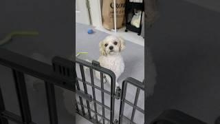 넘지못해서 더 오고싶은 강아지 |여긴 안돼~ | #말티푸