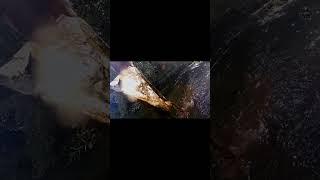 Impact of Global Warming on Wildlife: A 60 second Overview! #shorts #shortsvideo