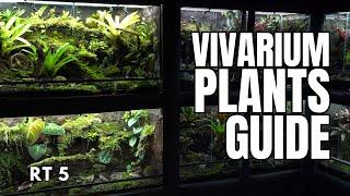 Best Vivarium Plants for Reptiles and Amphibians