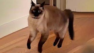 Funny Animals Videos