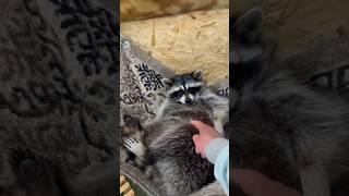 Какие еноты после сна?