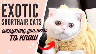 The Exotic Shorthair Cat 101 : Breed & Personality