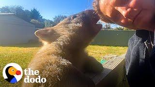 Cuddly Wombat Is Obsessed With His Stuffed Animals | The Dodo Wild Hearts