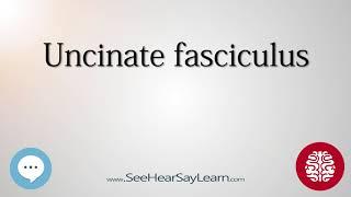 Uncinate fasciculus   Anatomy of the Brain   SeeHearSayLearn 