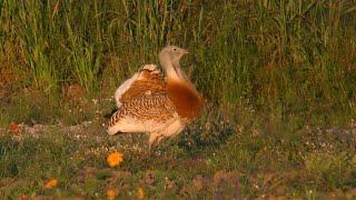 Great Bustard, Otis tarda, in Spain