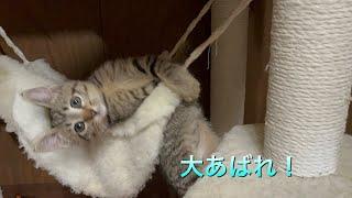 2ヶ月になりました！ハンモックは離さない！幸せになぁれ^ ^ I wish you happiness. #kitten #cat #保護猫