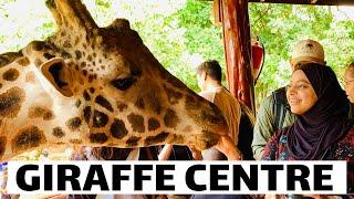 FEEDING GIRAFFE AT THE GIRAFFE CENTRE | NAIROBI KENYA