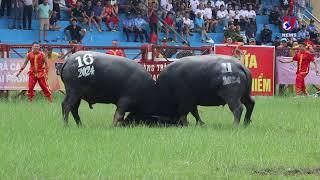 2024 Do Son buffalo fighting festival held