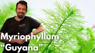 Myriophyllum “Guyana” | Liquid Nature Pflanzenvorstellung